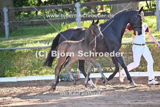 14_Total Diamond PS - Don Girovanni_758_7798 | Björn Schroeder Pferdefotografie
