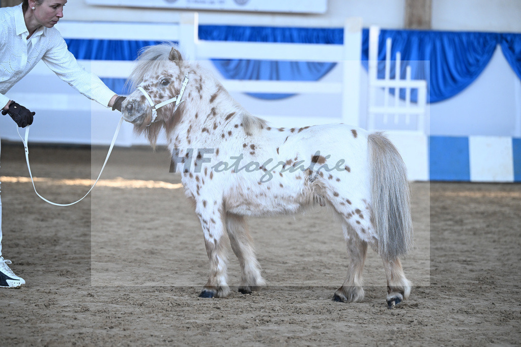 Kat-Nr. 18 Belis Nevada v. Napoleon_Hock_9260447 | hf-fotografie - Realisiert mit Pictrs.com
