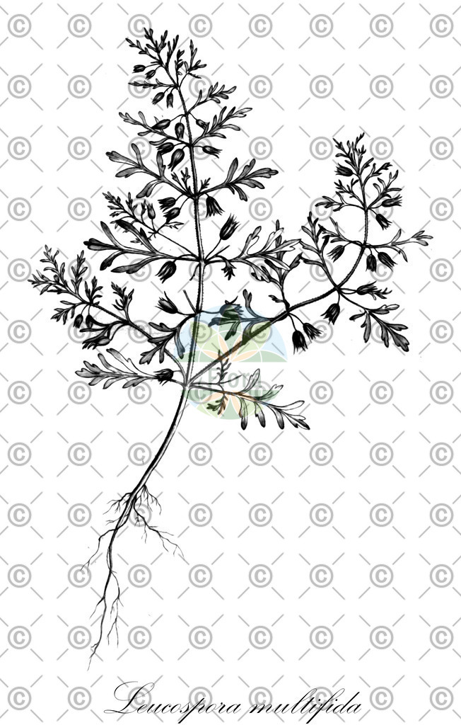 HistAbb_wfo-0000140771_1_ENZY_Simple | Historische Abbildung von Leucospora multifida - Plantaginaceae | Historical Illustration of Leucospora multifida - Plantaginaceae