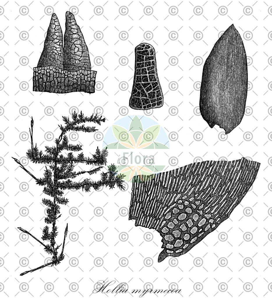 HistAbb_wfo-0000173636_1_ENZY_Simple | Historische Abbildung von Hollia myrmecoa - Dicranaceae | Historical Illustration of Hollia myrmecoa - Dicranaceae
