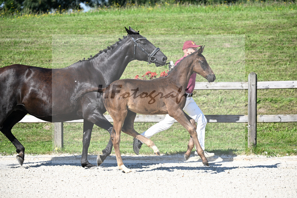 Kat-Nr. 4 Ironman Black M x De Niro_HF_Lechl_24250038 | hf-fotografie - Realizzato con Pictrs.com