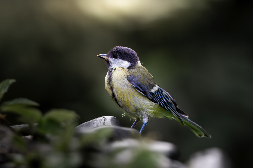 Kohlmeise im Detail: Nahaufnahme eines Singvogels stimmungsvoll umgesetzt | Diese detailreiche Nahaufnahme fängt die ganze Schönheit der Kohlmeise (Parus major) ein, Europas größtem und häufigstem Singvogel aus der Familie der Meisen. Das Foto zeigt den Vogel in einer natürlichen Umgebung auf einem leicht unscharfen Felsen oder Ast.Die leuchtend gelbe Unterseite, die charakteristische schwarze Kopfkappe und der schwarze Bruststreif kommen dank der hohen Tiefenschärfe und dem kontrastreichen, dunklen Hintergrund (Bokeh) hervorragend zur Geltung. Die grünen und bläulichen Akzente im Gefieder auf dem Rücken verleihen dem Vogelporträt eine lebendige Farbtiefe. Eine ideale Aufnahme für Themen rund um Tierfotografie, Naturfotografie oder die heimische Vogelwelt.