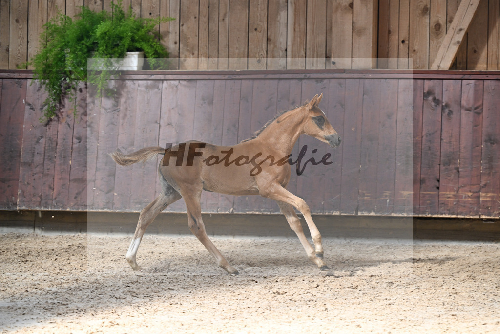 Kat-Nr. 25 Bon Esprit x Millennium_SF_Gebler_25250500 | hf-fotografie - Realisiert mit Pictrs.com