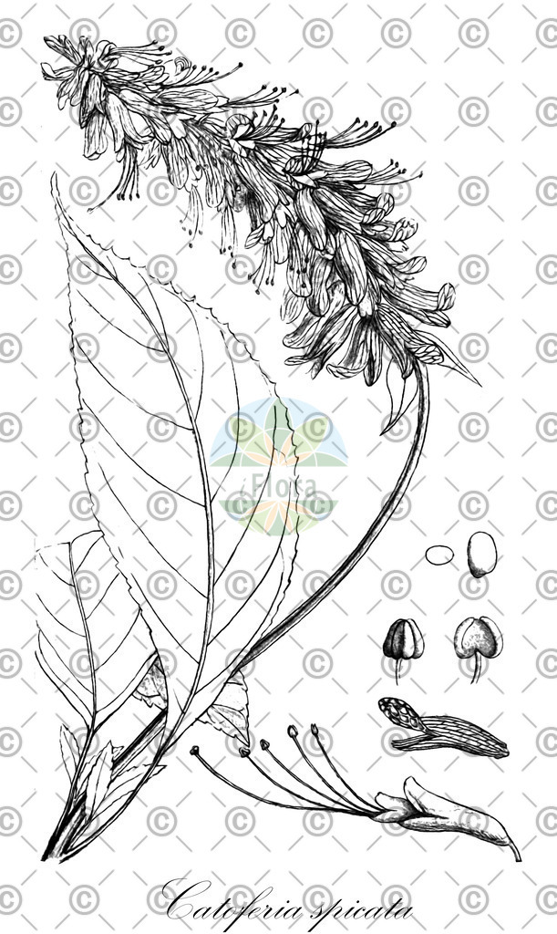 HistAbb_wfo-0001037269_1_ENZY_Simple | Historische Abbildung von Catoferia spicata - Lamiaceae | Historical Illustration of Catoferia spicata - Lamiaceae