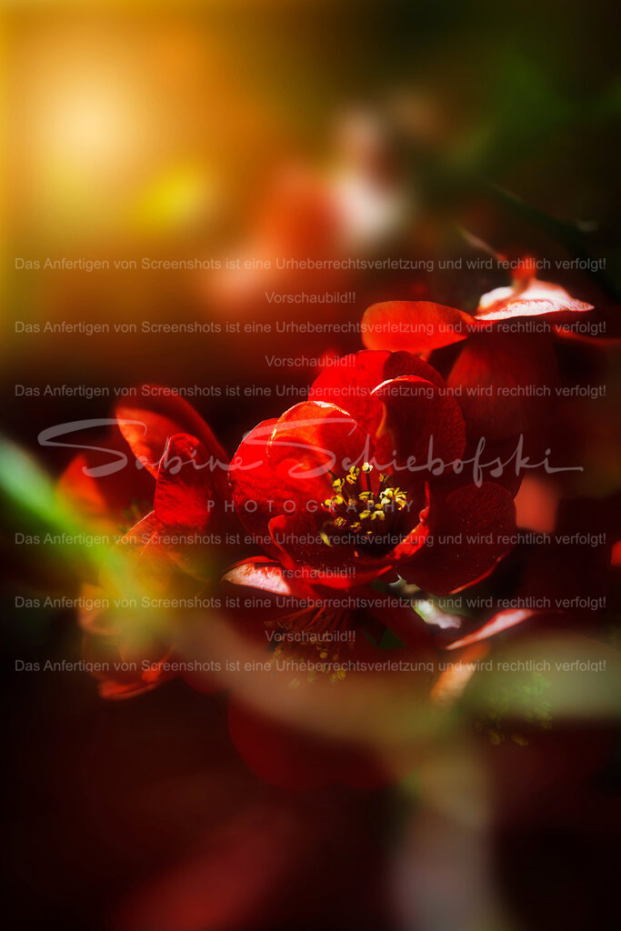 Wandbild Zierquitte | People- und Tierfotografie, Imageaufnahmen, Veranstaltungsfotografie und Wandbilder aus der Natur ★ Made in Germany ✔️ Druck + Downloads ✔️ Naturfotografie in Top Qualität ★ schneller Versand, weltweite Lieferung! - Realisiert mit Pictrs.com