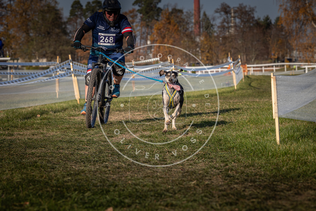 CaniXpix_0L8A8042 | Hundefotografie, Tierfotograf, Pfotenfotografie, Fotoshooting Hund, Hunde Portrait, Hundesport, Hundeportraits, Heideshooting, Hunde, Sportfotograf, Hundefotograf, Turnierhundsport, THS,  - Realisiert mit Pictrs.com