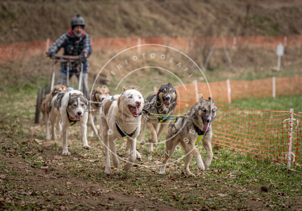 Pfotenfotografie_DV3A6481 | Hundefotografie, Tierfotograf, Pfotenfotografie, Fotoshooting Hund, Hunde Portrait, Hundesport, Hundeportraits, Heideshooting, Hunde, Sportfotograf, Hundefotograf, Turnierhundsport, THS,  - Realisiert mit Pictrs.com