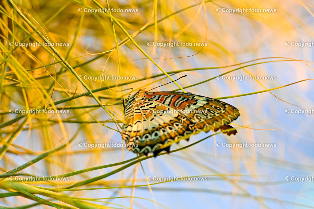 Botanischer Garten Linz_ Schmetterlinge_ 21.01.2025-6 | 21.01.2025, Botanischer Garten Linz, AUT, Schmetterlinge, im Bild tropische Schmetterlinge, Schmetterling, Falter, Natur, Tiere, Blumen, Pflanzen, Insekten, Butterfly, Exotisch, Tropenhaus, Feature, Symbolbild
