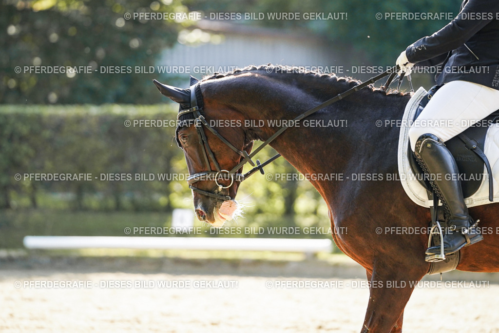 DSC06472 | Pferdegrafie