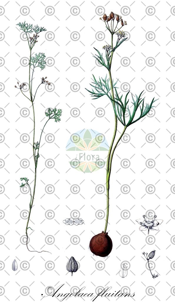 HistAbb_wfo-0000536542_294_ENZY_Simple | Historische Abbildung von Angolaea fluitans - Podostemaceae | Historical Illustration of Angolaea fluitans - Podostemaceae