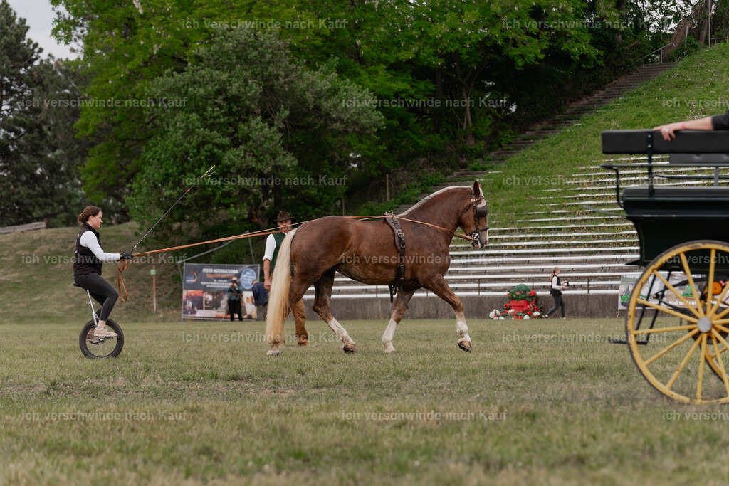 Showprogramm-359 | working equitationturnier fotograf videograf stoibphotography marixx film working equitation deutschland reitsport turnierfotografie eventfotografie equestrian events