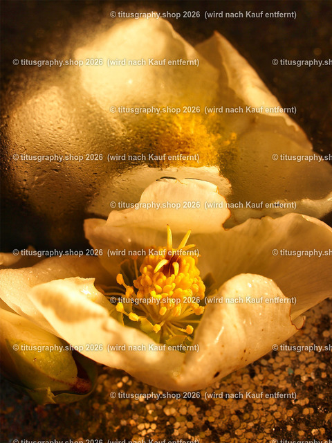 titusgraphy_P2264525-vz-ln | titusgraphy-shop: Geschenkideen mit Qualitätsfotos. titusgraphy-shop: gift ideas with quality photos. titusgraphy-shop: idées cadeaux avec photos de qualité.  - Realisiert mit Pictrs.com