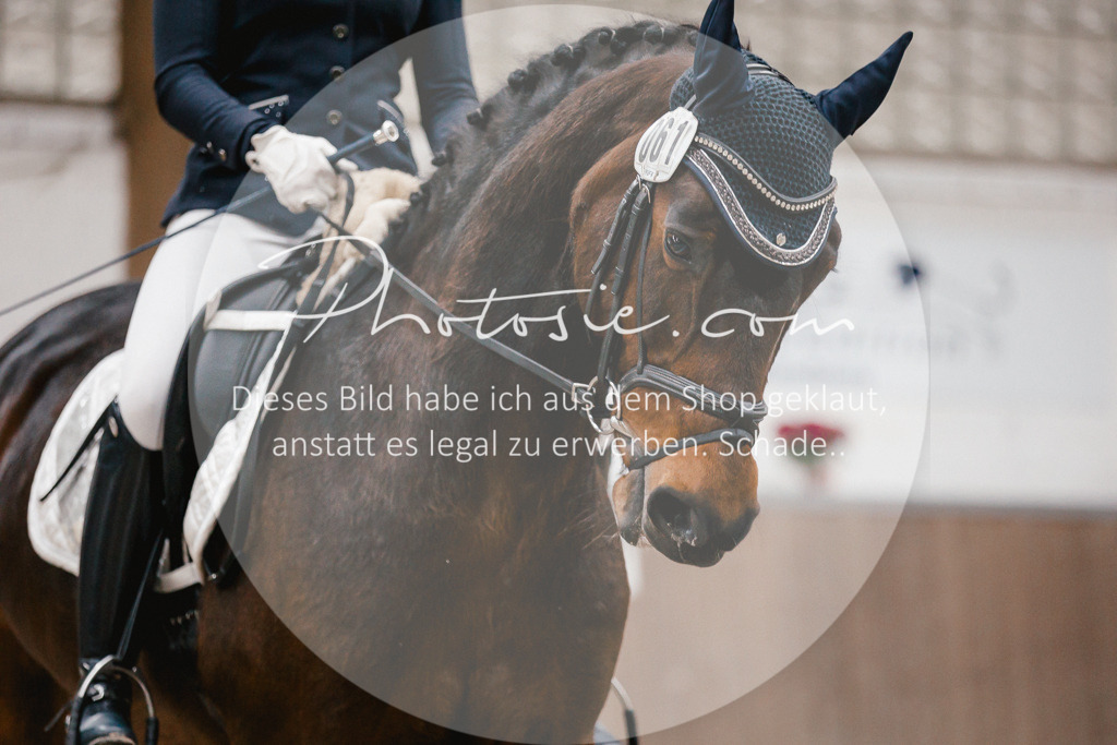 3I6A6043 | Stimmungsvolle Portraits und Reitsportfotografie im Ruhrgebiet und im Münsterland.

Pferdefotografie, Hundefotografie, Tierfotografie, Reportagen, Portraits von Tier und Mensch, Turnierfotografie in Bochum, Recklinghausen, Marl, Haltern am See, Dülmen.. - Realisiert mit Pictrs.com