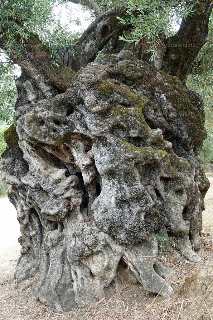 ugly trees | foto-focus-online