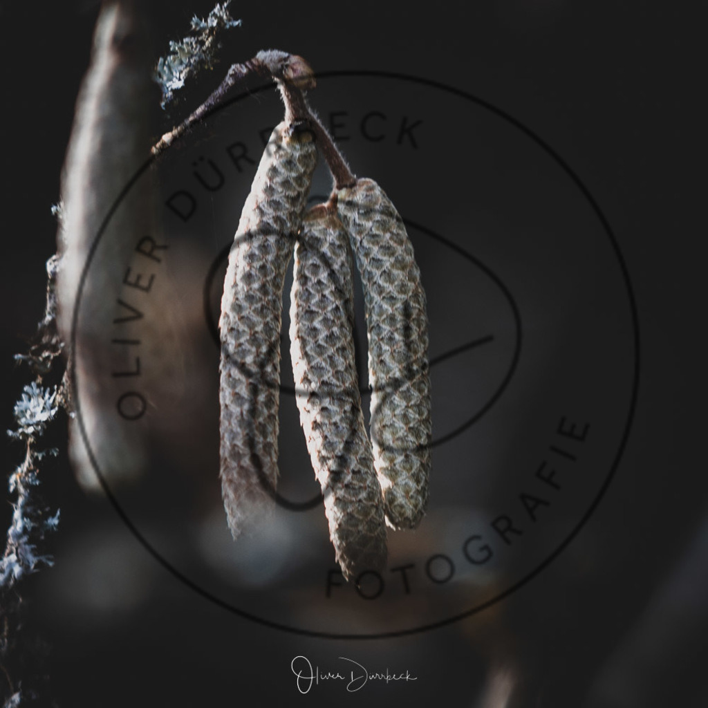 natur-pflanzen-04 | Shop für Kindergartenfotografie und andere Fotoprodukte von Oliver Dürrbeck Fotografie. - Realisiert mit Pictrs.com