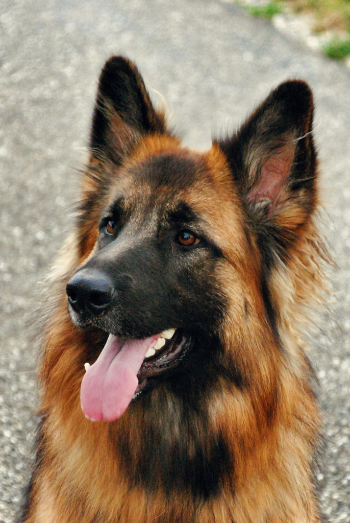 Hunde (3) | Tierfotografie / Haustierfotografie - Realisiert mit Pictrs.com