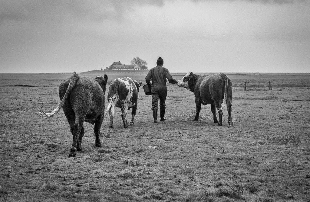 Halligbauern Honke Johannsen und Sohn Nils auf Langeneß © Holger Rüdel | Der Online-Shop von Holger Rüdel. Ausgewählte Fotografien als FineArt-Prints bestellen: Bildreportagen, Landschaften, Wildlife, History, Infrarot-Motive in Schwarzweiß und Verschiedenes.  - Realisiert mit Pictrs.com
