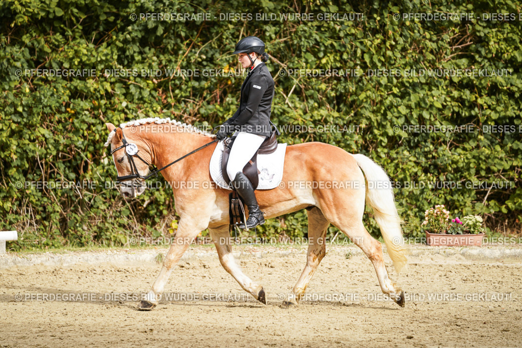 DSC09922 | Pferdegrafie