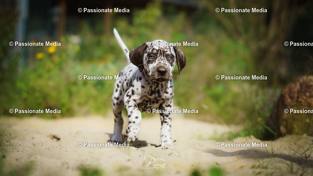 DSC06174 | Passionate Media, dein Fotograf aus Brandenburg, Märkisch Oderland, im Bereich Motorsport, Autos und Motorräder sowie Events und auch Hunde. Shootings oder auch Eventbegleitungen können bei mir gebucht we