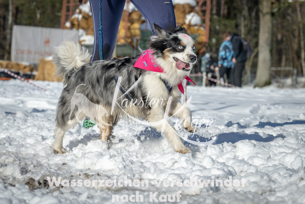 1104_ZZ94775-2 | kk-dogfotos