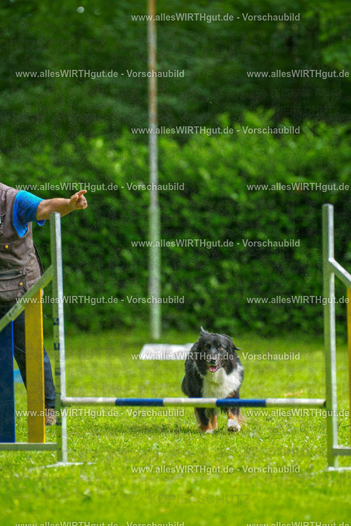 @allesWIRTHgut_Tierfotografie - www.allesWIRTHgut.de - 091255-7R506717 | Professionelle Tierfotografie in Mönchengladbach von Daniel Wirth (allesWIRTHgut). Liebevolle & natürliche Bilder von Hunden & Katzen für unvergessliche Erinnerungen.