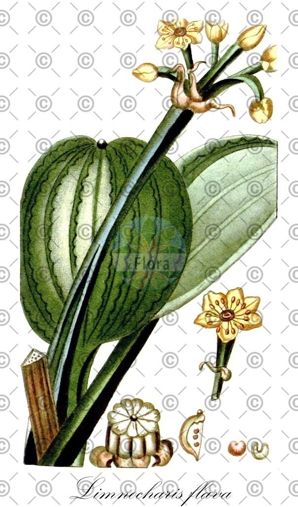 HistAbb_wfo-0001140029_1_ENZY_Simple | Historische Abbildung von Limnocharis flava - Alismataceae | Historical Illustration of Limnocharis flava - Alismataceae