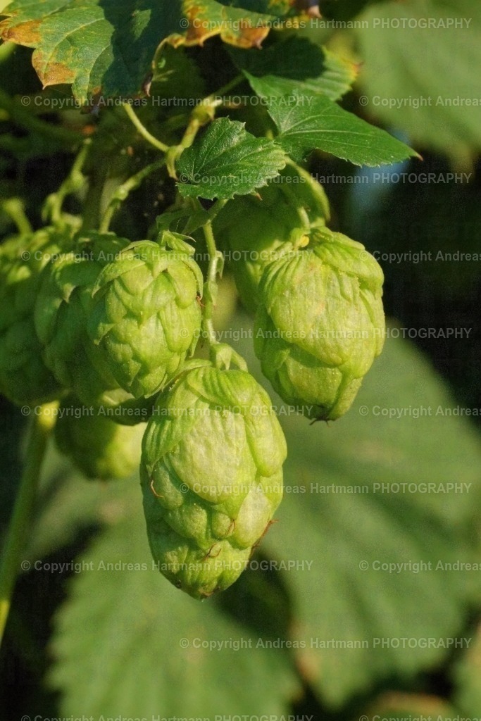 Hopfendolden | Hopfendolden - Realisiert mit Pictrs.com