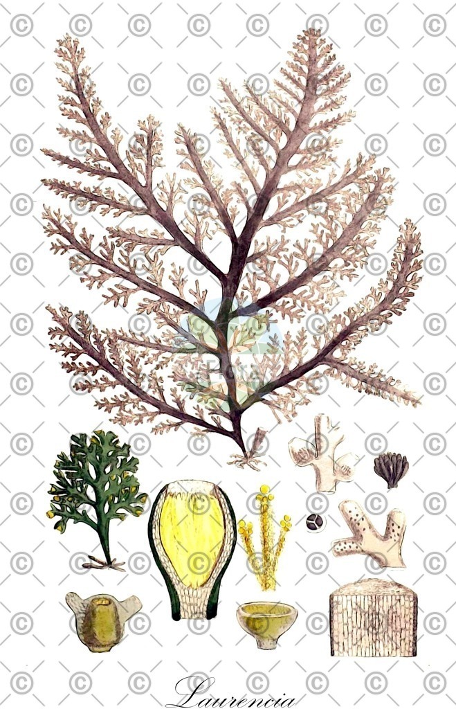 HistAbb_5BGD_3_ENZY_Simple | Historische Abbildung von Laurencia - Rhodomelaceae (0) | Historical Illustration of Laurencia - Rhodomelaceae (0)