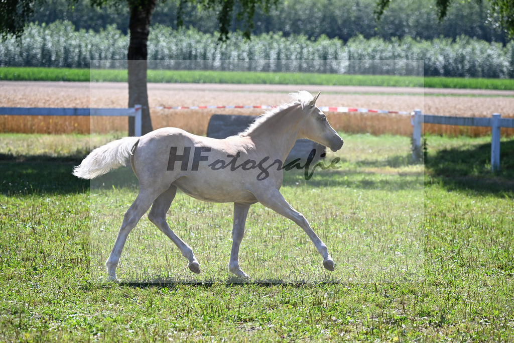 Kat-Nr. 5 SF v. Boss Hoss x Nanouk_Schindlbeck_22250094 | hf-fotografie - Realizzato con Pictrs.com