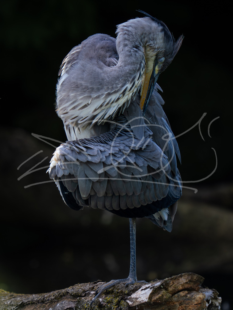 P7310934 | Naturschönheiten aus Deutschland. Pflanzen und Tiere, Insekten und Naturschauspiele. Alle schönen Details, die uns umgeben, fotografiert von Michi Moc.  - Realisiert mit Pictrs.com