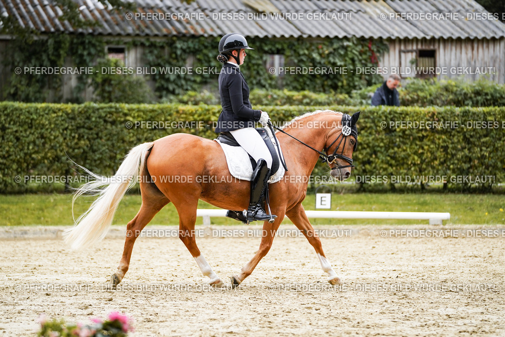 DSC08707 | Pferdegrafie