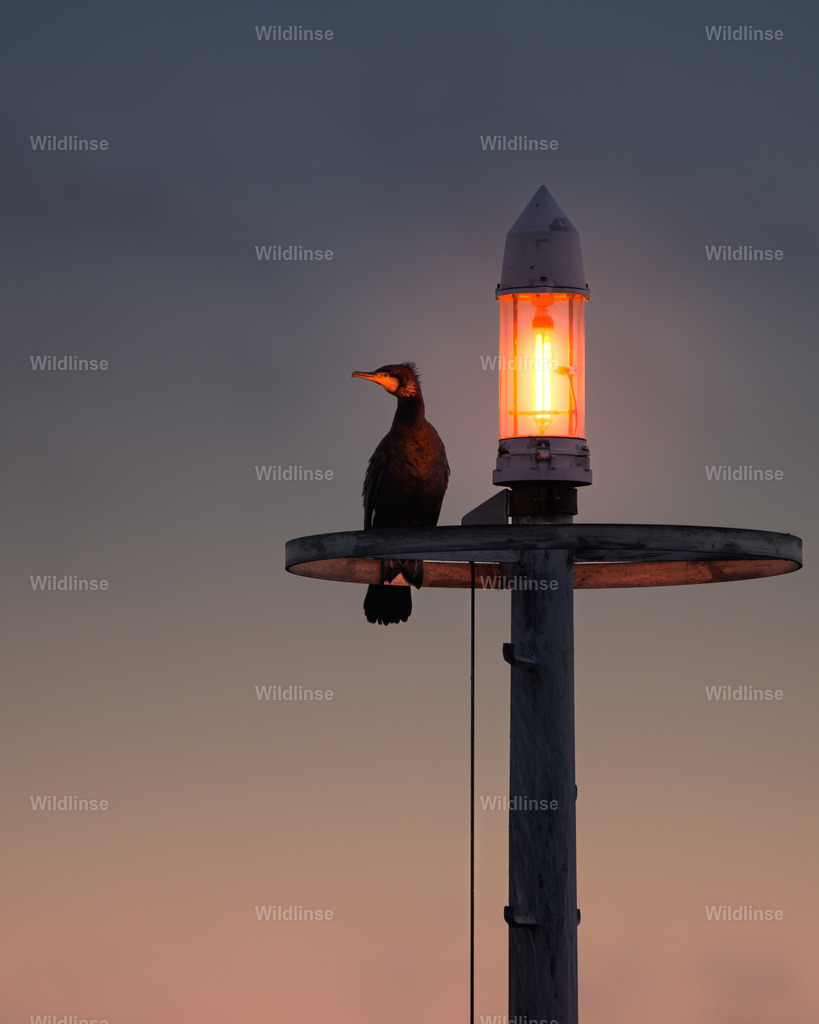 Wildlinse-250112-2 | Willkommen bei Wildlinse. Wildtierfotografien aus Schleswig-Holstein: Entdecke einzigartige Fine-Art-Prints und Poster, die Ruhe, Wildnis und die Schönheit unserer heimischen Tierwelt in dein Zuhause bringen. - Realisiert mit Pictrs.com