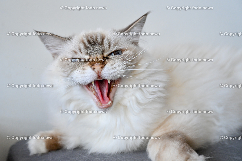 Katze_ Ragdoll_ Emillie_ 13.09.2024-4 | 13.09.2024, Linz, AUT, Haustier, Katzen, im Bild Haustier, Katze, Katzen, Kater, Stubentiger, Rasse, Ragdoll, Zucht, Emillie