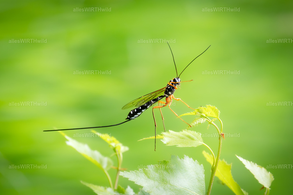 Da lang | Entdecke die faszinierende Welt der Natur- und Wildlife-Fotografie von Daniel und Bärbel. Inspirierende Bilder von wilden Tieren und kleinen Naturwundern.
