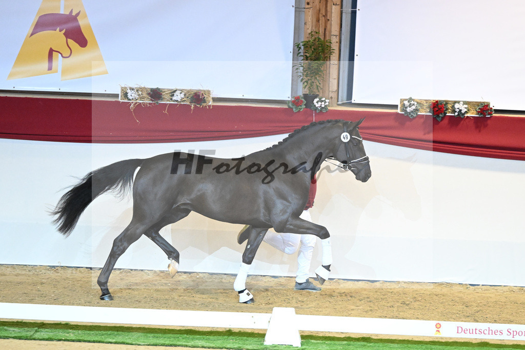 Kat-Nr. 49 Falihandro_Wilbers_1230125 | hf-fotografie - Realisiert mit Pictrs.com