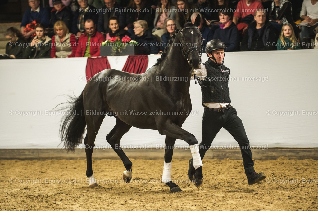 20240302_Hengstvorstellung_Marbach_TOMsPiC_1282 | equistock