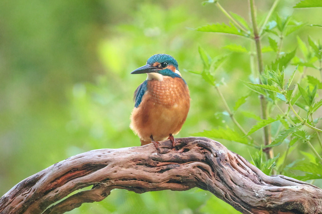 Wandbild - Eisvogel in seiner natürlichen Umgebung | Dieses Wandbild zeigt einen prächtigen Eisvogel, der auf einem knorrigen Ast sitzt. Die lebhaften Farben seines Gefieders – das strahlende Blau und Orange – heben sich eindrucksvoll vom grünen, unscharfen Hintergrund ab. Der Eisvogel, der für seine außergewöhnliche Schönheit bekannt ist, scheint in dieser ruhigen Szene aufmerksam die Umgebung zu beobachten. Das Bild fängt die Anmut und die natürliche Eleganz dieses kleinen Vogels perfekt ein und bringt ein Stück unberührte Natur in Ihr Zuhause.