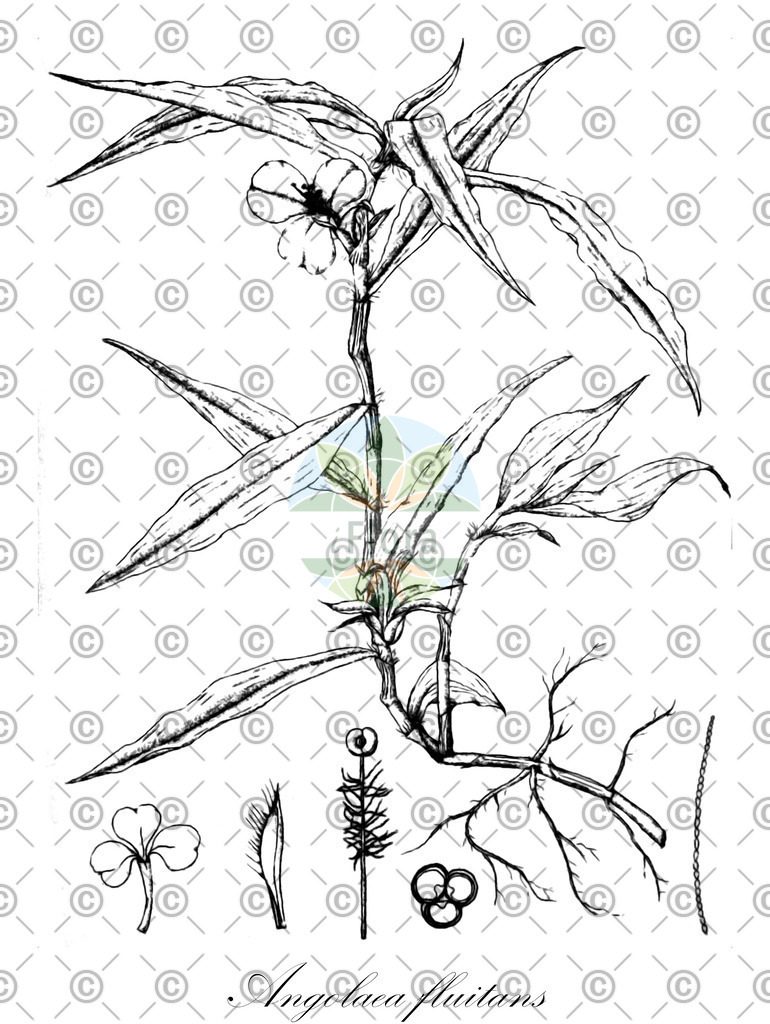 HistAbb_wfo-0000536542_588_ENZY_Simple | Historische Abbildung von Angolaea fluitans - Podostemaceae | Historical Illustration of Angolaea fluitans - Podostemaceae