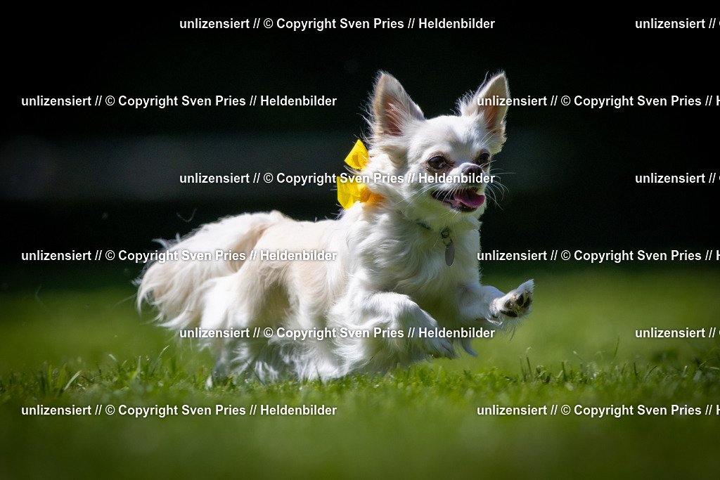 Sven Pries | 2025-08-10 - Hunderennen Durlach - Realisiert mit Pictrs.com