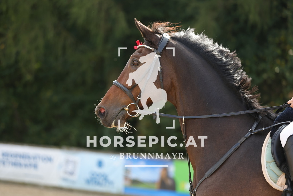 0P6A2033 | Willkommen bei Brunnmayr - Design & Fotografie – Ihrem Spezialisten für Reitturniere und Pferdeveranstaltungen in Oberösterreich, Salzburg und Bayern! Seit über 17 Jahren sind wir leidenschaftlich dabei.
