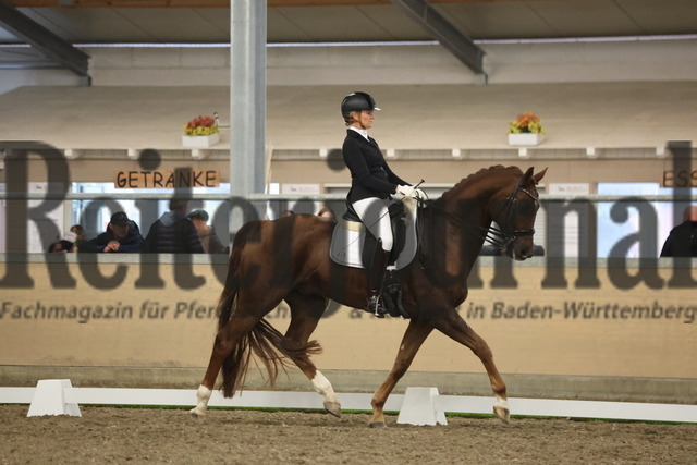 Waghäusel-Wiesental_2024_Prfg.Nr.08_1.WP_U25_Nizia Pötter_Max van de Fohlenhof (3) | Alle Fotos der Reiterjournal Fotografin Doris Matthaes im Reiterjournal Online-Fotoshop. - Realisiert mit Pictrs.com