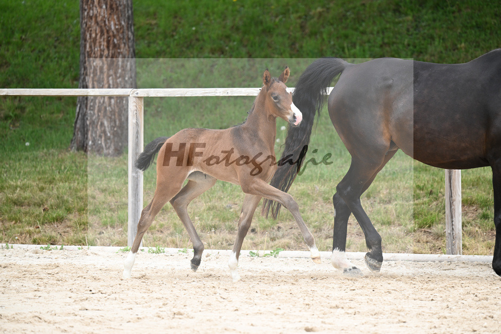 Kat-Nr. 28 SF Donkey Boss x Benetton Dream_Lechl_24260571 | hf-fotografie - Realisiert mit Pictrs.com