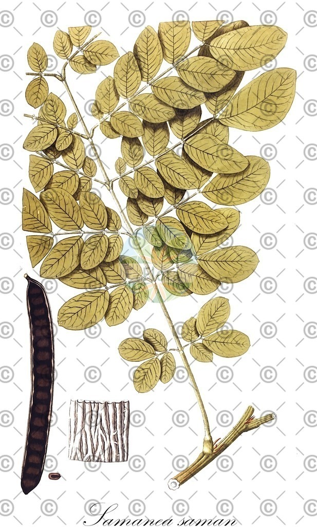 HistAbb_5229_1_FLORAD_SIMPLE | Historische Abbildung von Samanea saman - Fabaceae | Historical Illustration of Samanea saman - Fabaceae