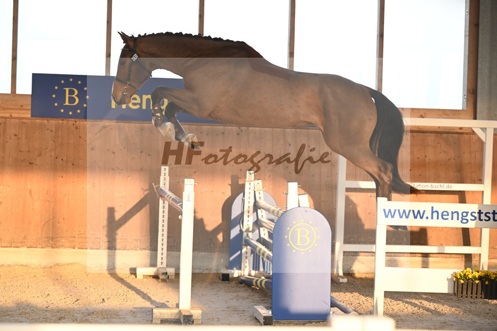 Kat-Nr. 31 Securus Eickenrode v. Eldorado v d Zeshoek_Roberta_14261029 | hf-fotografie - Realizzato con Pictrs.com