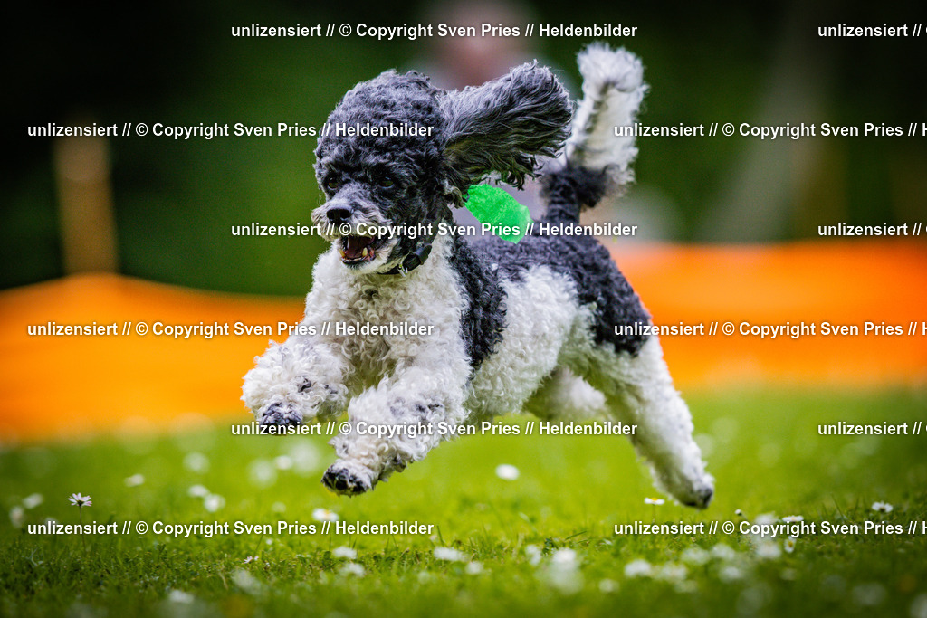 Sven Pries | 2025-05-29 - Pudelrennen KA-Durlach - Realisiert mit Pictrs.com