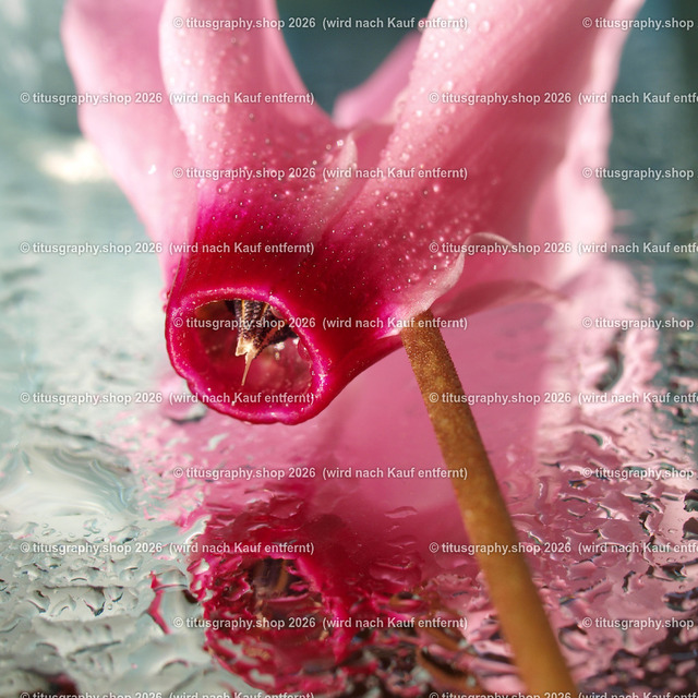 P3024586_edited | Fotokunstarbeit aus der INSTAGRAM-Gallerie auf titusgraphy.eu - Realisiert mit Pictrs.com