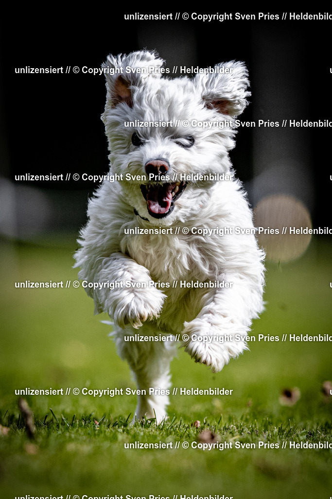 Sven Pries | 2025-10-03 - Hunderennen Obergrombach - Realisiert mit Pictrs.com