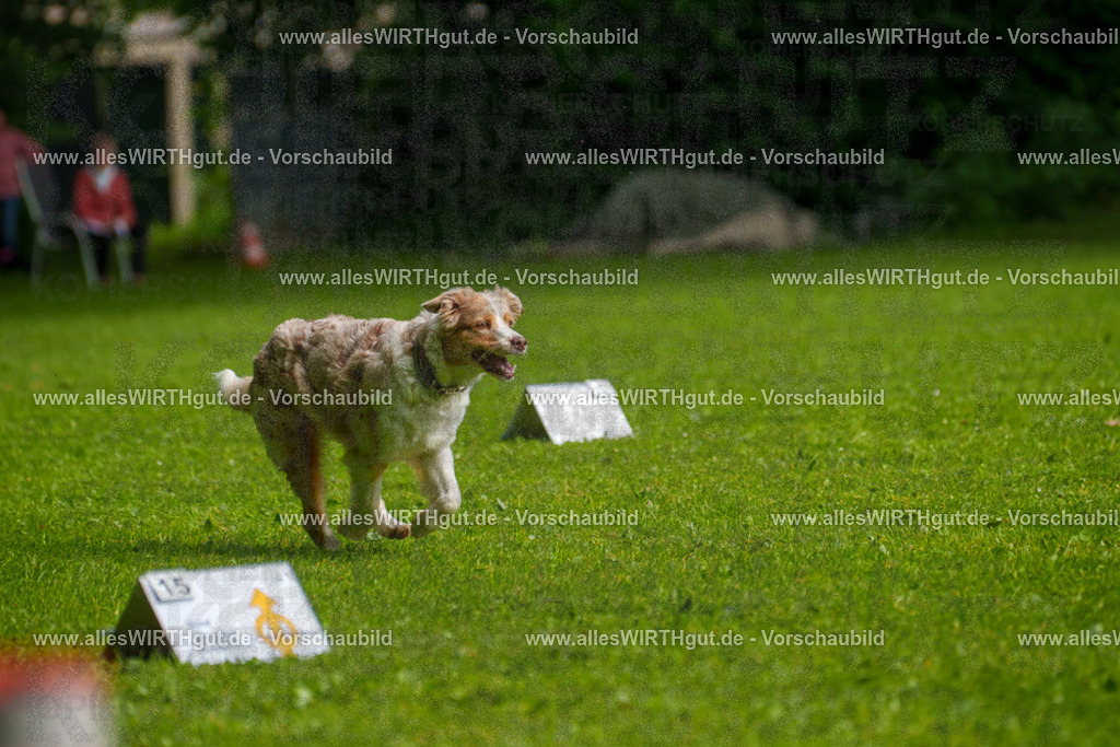 @allesWIRTHgut_Tierfotografie - www.allesWIRTHgut.de - 7R502883 | Professionelle Tierfotografie in Mönchengladbach von Daniel Wirth (allesWIRTHgut). Liebevolle & natürliche Bilder von Hunden & Katzen für unvergessliche Erinnerungen.