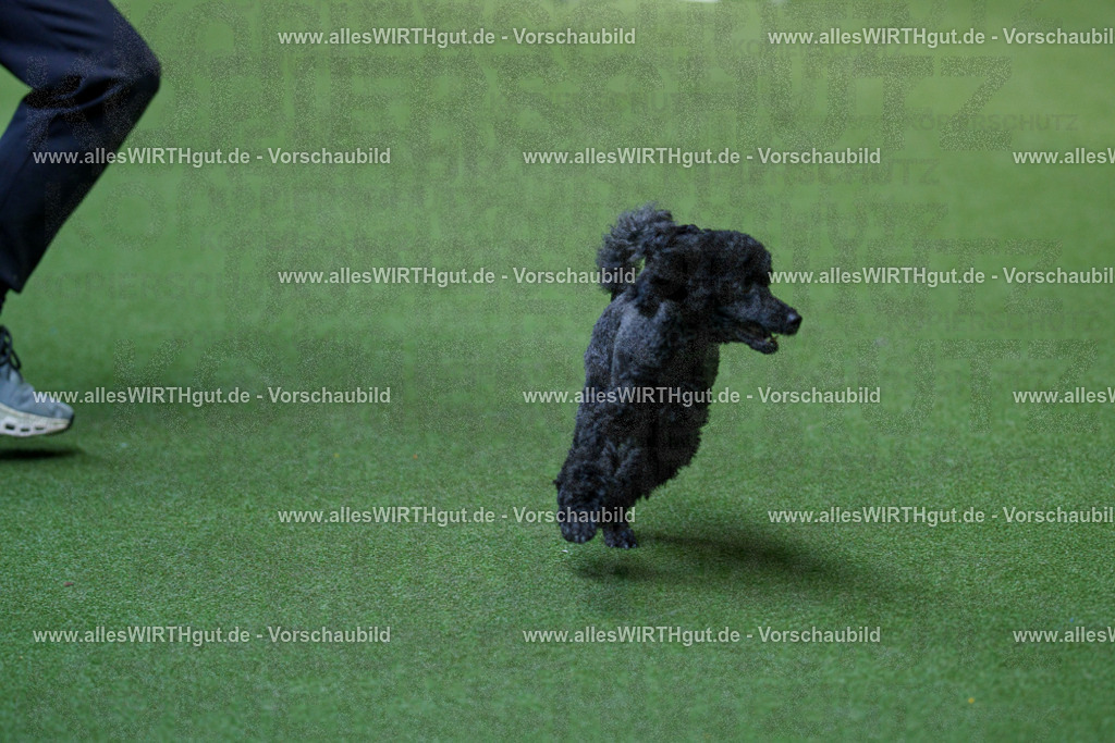 @allesWIRTHgut_Tierfotografie - www.allesWIRTHgut.de - 2604261333-7R502132 | Professionelle Tierfotografie in Mönchengladbach von Daniel Wirth (allesWIRTHgut). Liebevolle & natürliche Bilder von Hunden & Katzen für unvergessliche Erinnerungen.