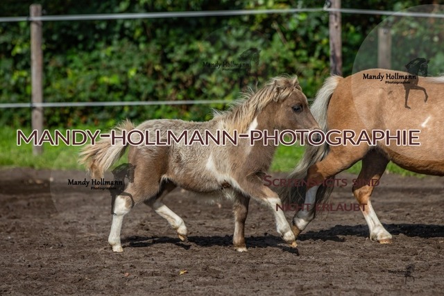 IMG_9191 | mandyhollmannphotographie